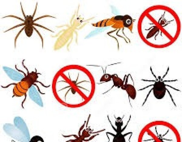 شركة مكافحة النمل بالكويت
