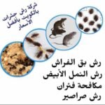 شركة مكافحة قوارض الفرش بالكويت