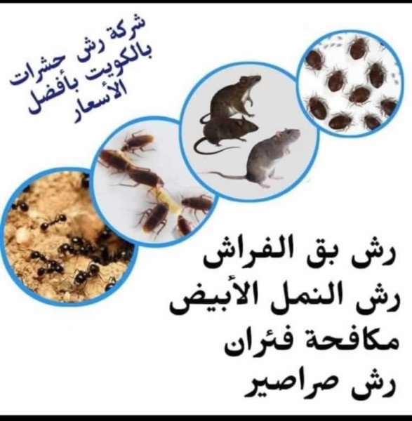شركة مكافحة قوارض الفرش بالكويت
